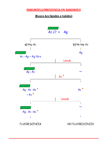 Inmunofluorescencia-en-Sandwich.pdf