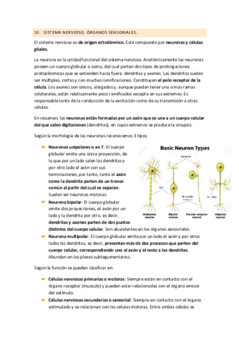 Sistema nervioso Artropodos.pdf