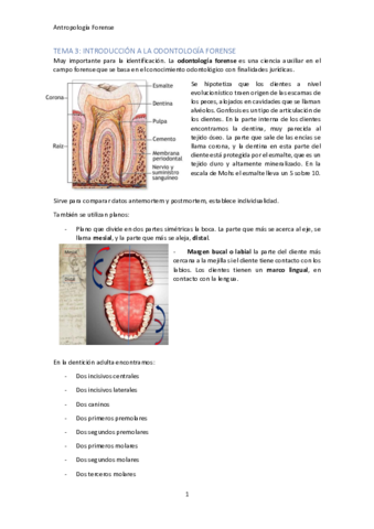 TEMA-3.pdf
