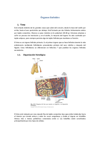 Tema-41-Organos-linfoides.pdf