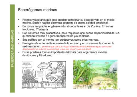 4-FANEROGAMAS-APUNTES.pdf