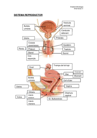 TEMA 8. Sist. Reproductor.pdf