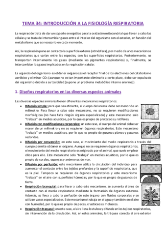 TEMA-34-Fisiologia.pdf