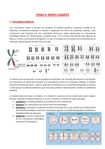 TEMA-4-Genetica.pdf