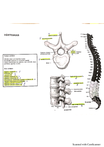 Anatomia-Torax.pdf