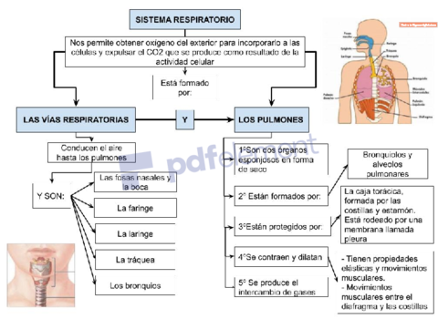 SISTEMA-RESPIRATORIO.pdf