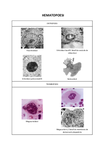 VISUM-HISTOLOGIA-4.pdf