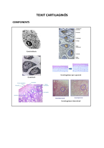 VISUM-HISTOLOGIA-3.pdf