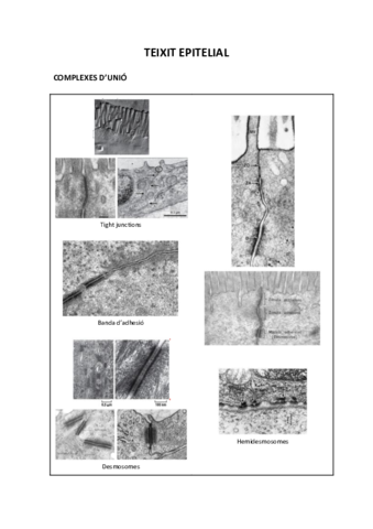 VISUM-HISTOLOGIA-1.pdf