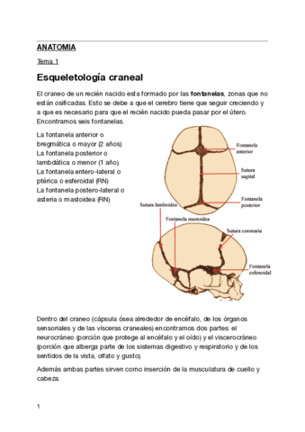 anatomia-1o-Logopedia-.pdf