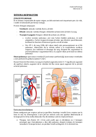 TEMA 11. Sist. Respiratori.pdf