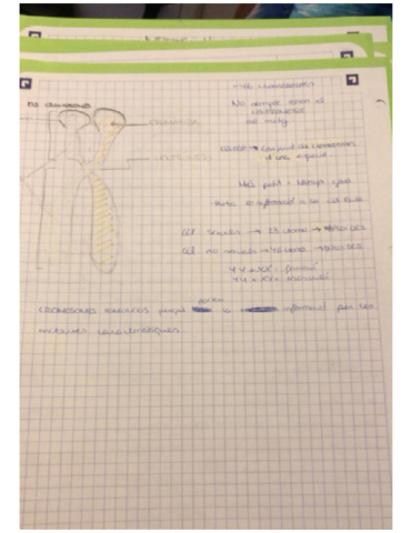 Cromosomas.pdf