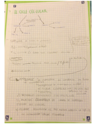 Ciclo-celular.pdf