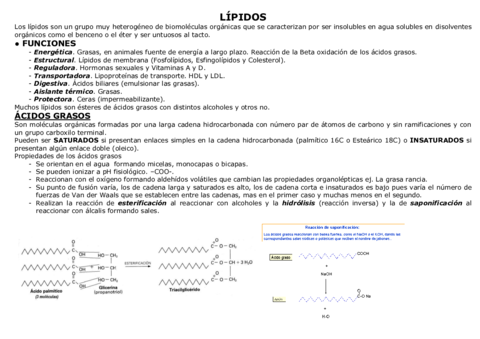 4-LIPIDOS.pdf