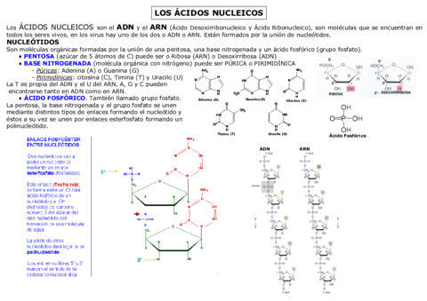 6-ACIDOS-NUCLEICOS.pdf