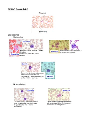 Reconocimiento-de-tejidos-ANIMAL.pdf