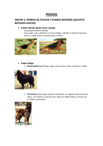 practica-perros.pdf