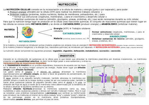 10-NUTRICION-CELULAR.pdf