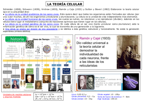 8-TEORIA-CELULAR.pdf