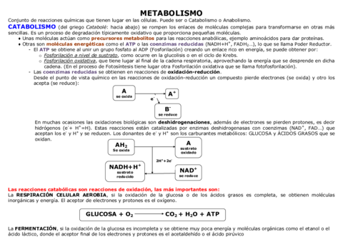 11-12-METABOLISMO.pdf
