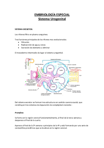Embriologia-Especial-SUG.pdf