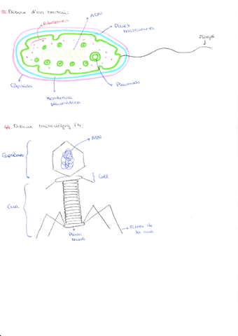 Dibuix-bio.pdf
