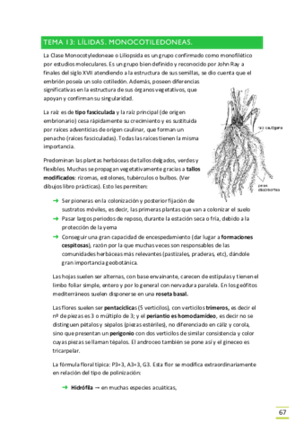 TEMA-13. Lílidas.pdf