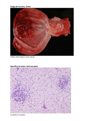 imagenes-inflamatorio-APG-2p.pdf