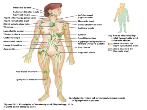 Fisiologia-Inmunidad.pdf