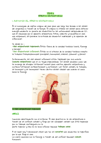 TEMA-6-7-anatomia-2-trimestre.pdf