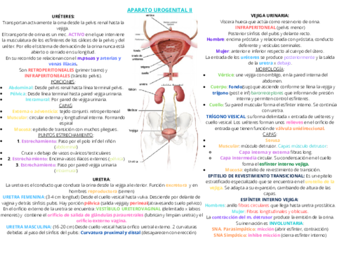 APARATO-UROGENITAL-II.pdf