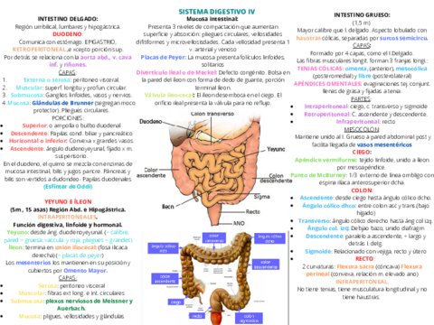 SISTEMA-DIGESTIVO-IV.pdf