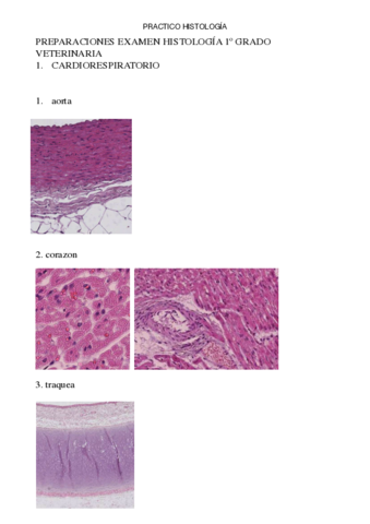 PRACTICO-HISTO.pdf