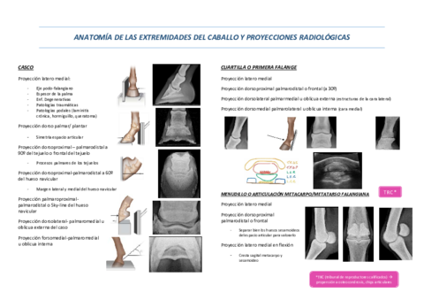 Anatomia-y-proyecciones-caballo-Resumen.pdf