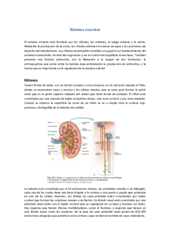 Tema-47-Sistema-excretor.pdf