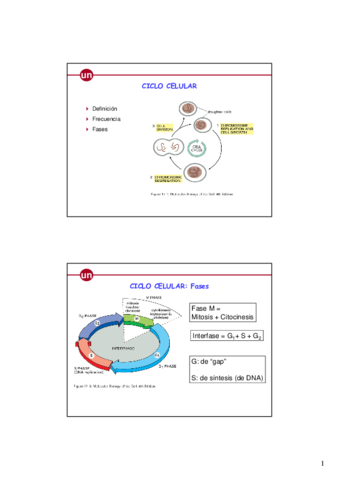 Ciclo celular.pdf