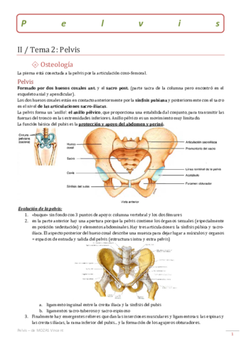 02-Pelvis.pdf