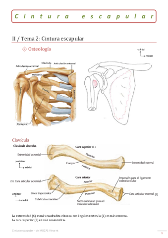 02-Cintura-escapular.pdf