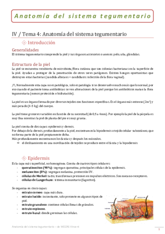 04-Anatomia-del-sistema-tegumentario.pdf