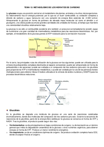 tema-12-bioquimica.pdf