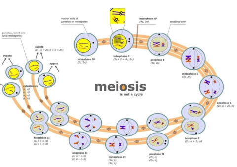 Meiosis.pdf