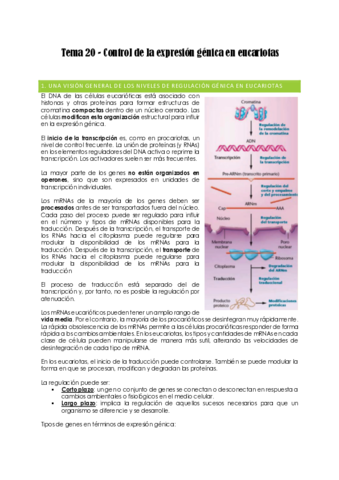 Tema-20-Control-de-la-expresion-genica-en-eucariotas.pdf