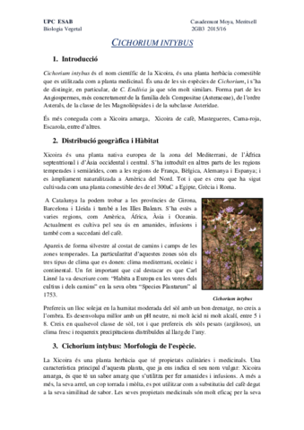 Cichorium intybus3.pdf