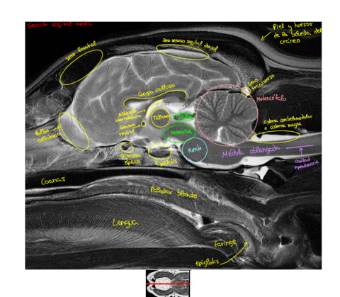 Imagenes-secciones-Resonancia-magnetica-cabeza-perro.pdf