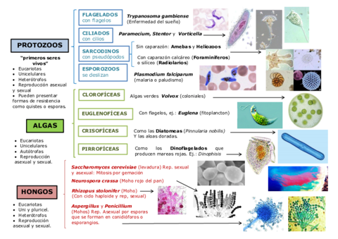 20d-PROTISTAS-y-HONGOS-clasificacion.pdf