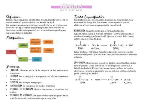 Lipidos.pdf
