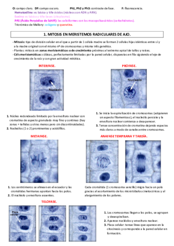 PRACTICAS-BCH-COMPLETAS.pdf