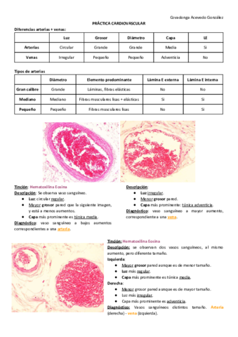 PRACTICA-6-CARDIOVASCULAR.pdf