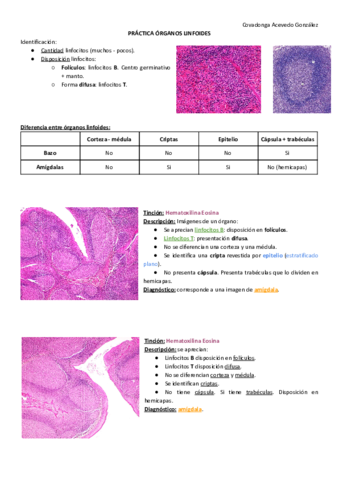 PRACTICA-7-ORGANOS-LINFOIDES.pdf