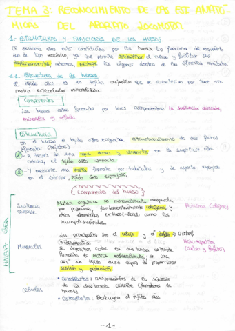 RESUMEN-TEMA-3-ANATOMIA.pdf